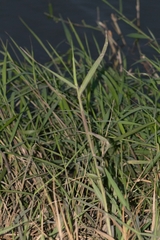 Urochloa mutica