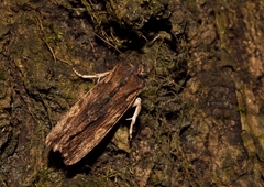 Lithophane semibrunnea