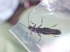 Austroperla cyrene