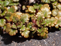 Veronica spathulata