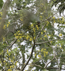 Amazona autumnalis salvini