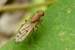 Opomyza florum