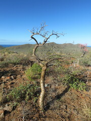 Psittacanthus sonorae