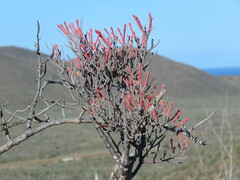 Psittacanthus sonorae