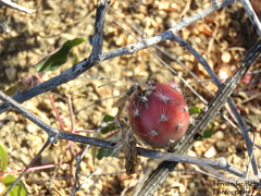Peniocereus striatus