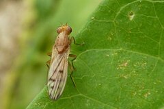 Opomyza florum