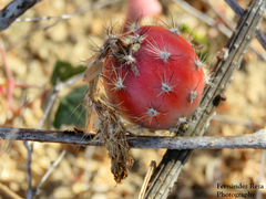 Peniocereus striatus