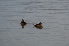 Oxyura jamaicensis