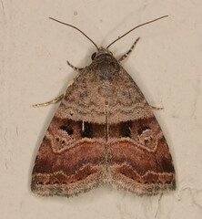 Ozarba accincta