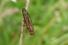 Opomyza petrei