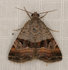 Ozarba accincta