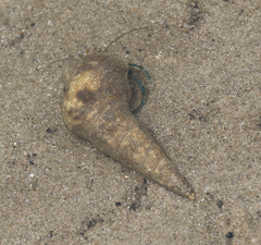 Clibanarius longitarsus