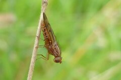 Opomyza petrei