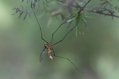 Leptotarsus clavatus