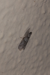 Ectomyelois ceratoniae