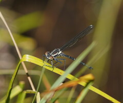 Austroargiolestes calcaris