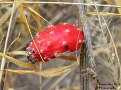 Peniocereus striatus