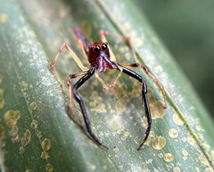 Viciria pavesii