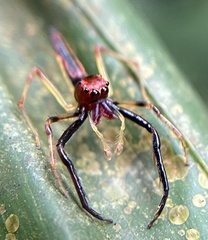 Viciria pavesii