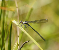 Austroargiolestes calcaris