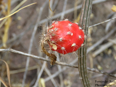 Peniocereus striatus