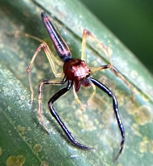Viciria pavesii