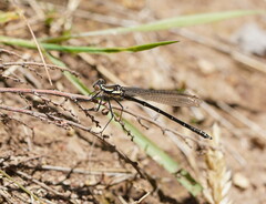 Austroargiolestes calcaris