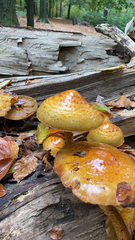 Pholiota aurivella