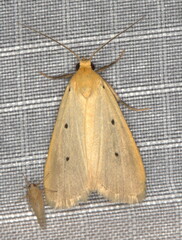 Mimasura tripunctoides