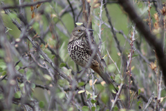 Toxostoma cinereum
