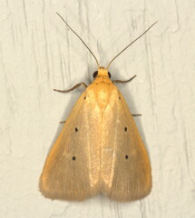 Mimasura tripunctoides