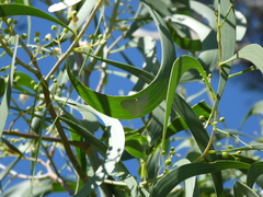 Poecilasthena pulchraria