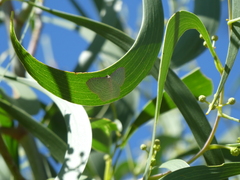 Poecilasthena pulchraria