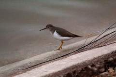 Actitis macularius