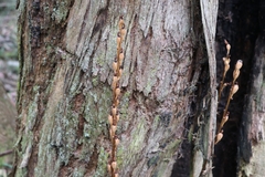 Gastrodia procera