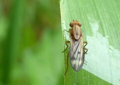 Opomyza petrei