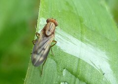 Opomyza petrei