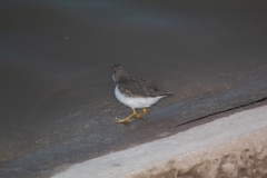 Actitis macularius