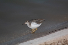 Actitis macularius