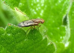 Opomyza petrei