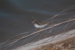 Actitis macularius