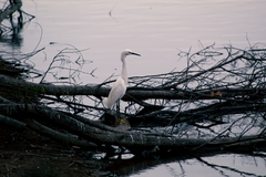 Egretta thula