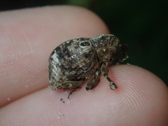 Perissops ocellatus