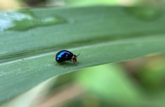 Celyphidae