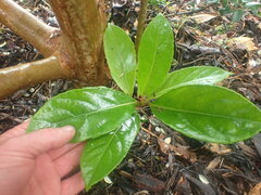 Viburnum odoratissimum