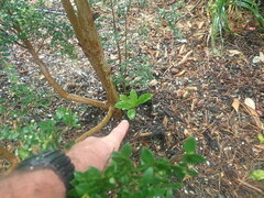 Viburnum odoratissimum