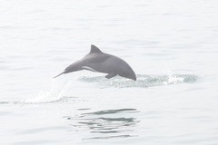 Cephalorhynchus heavisidii