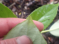 Viburnum odoratissimum