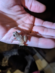 Eleutherodactylus campi