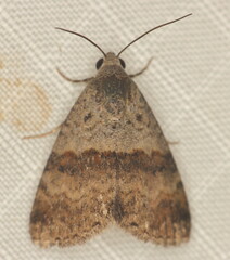 Ozarba isocampta